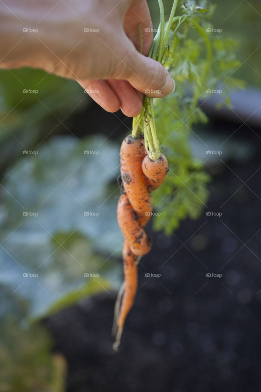 Close-up of hand holding carrot