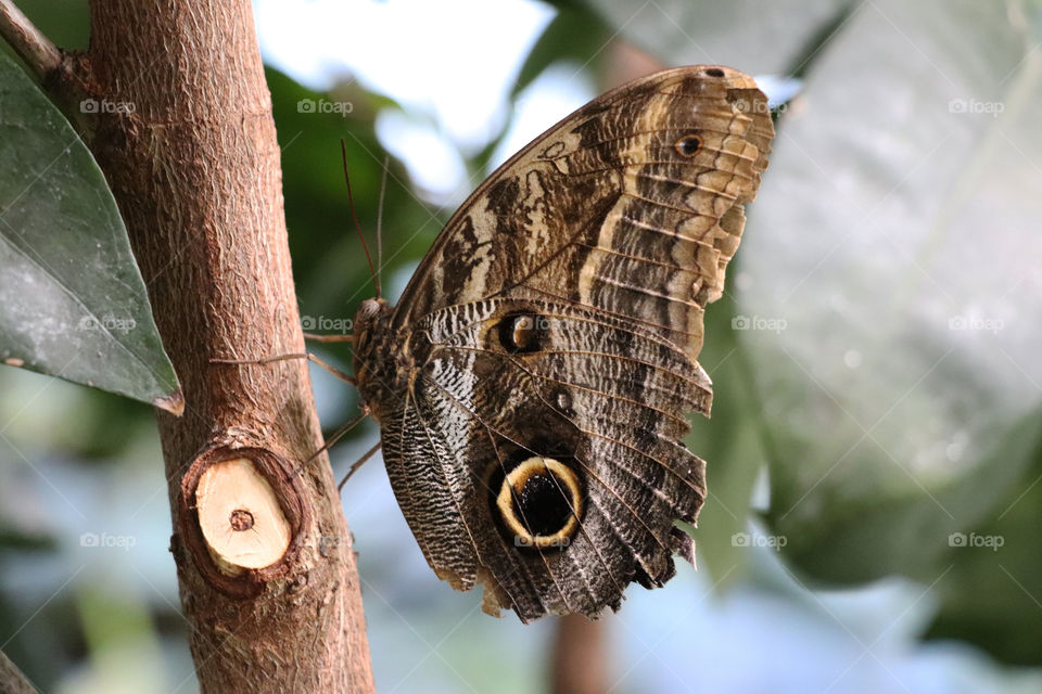 Giant Owl sitting on a branch