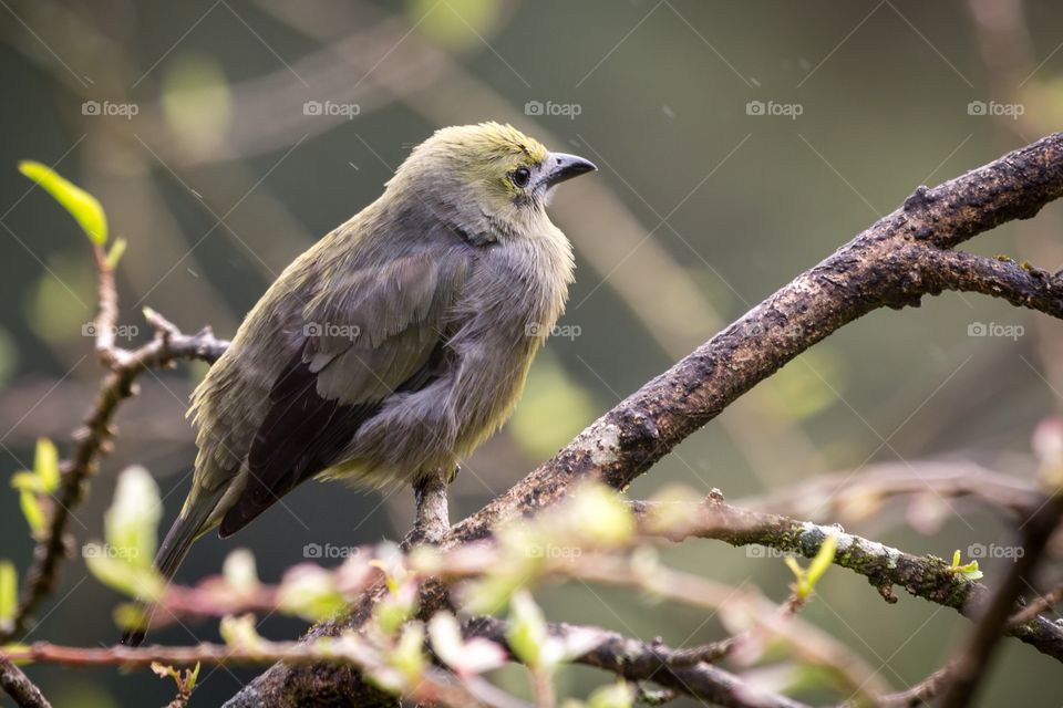 Furry bird on a branch. Furry grey and green bird sits on a wet branch. Few rain drops. Blurry background 