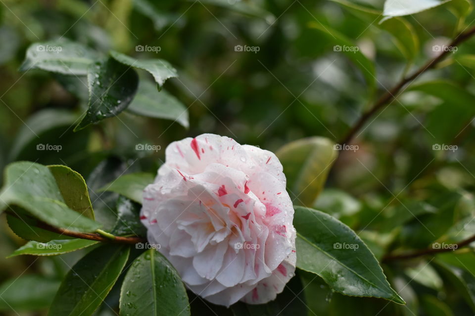 Winter flower in California