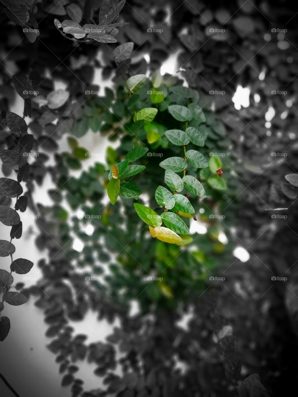 green plant vines