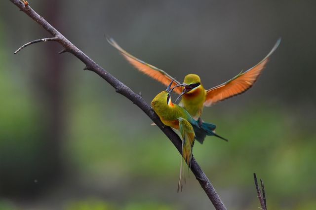 bird