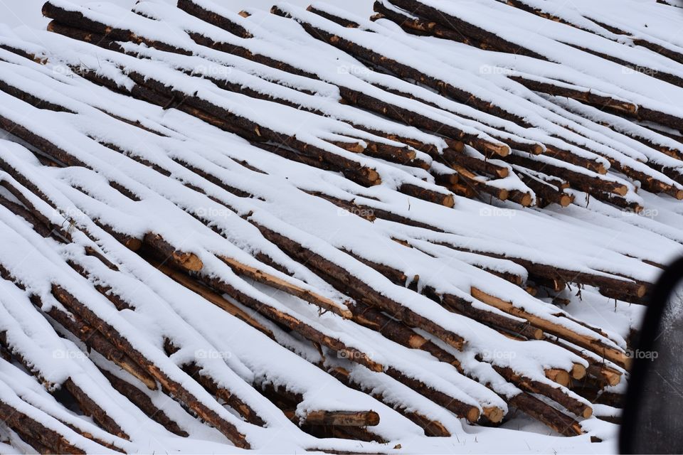 Trees in a lumber yard in the snow