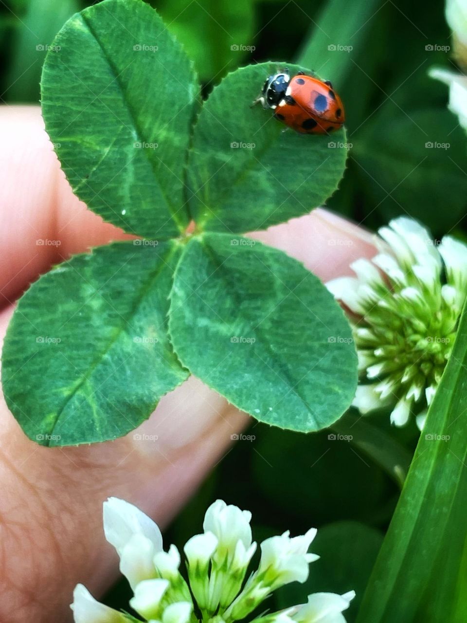 Lady bug on four leave clover 