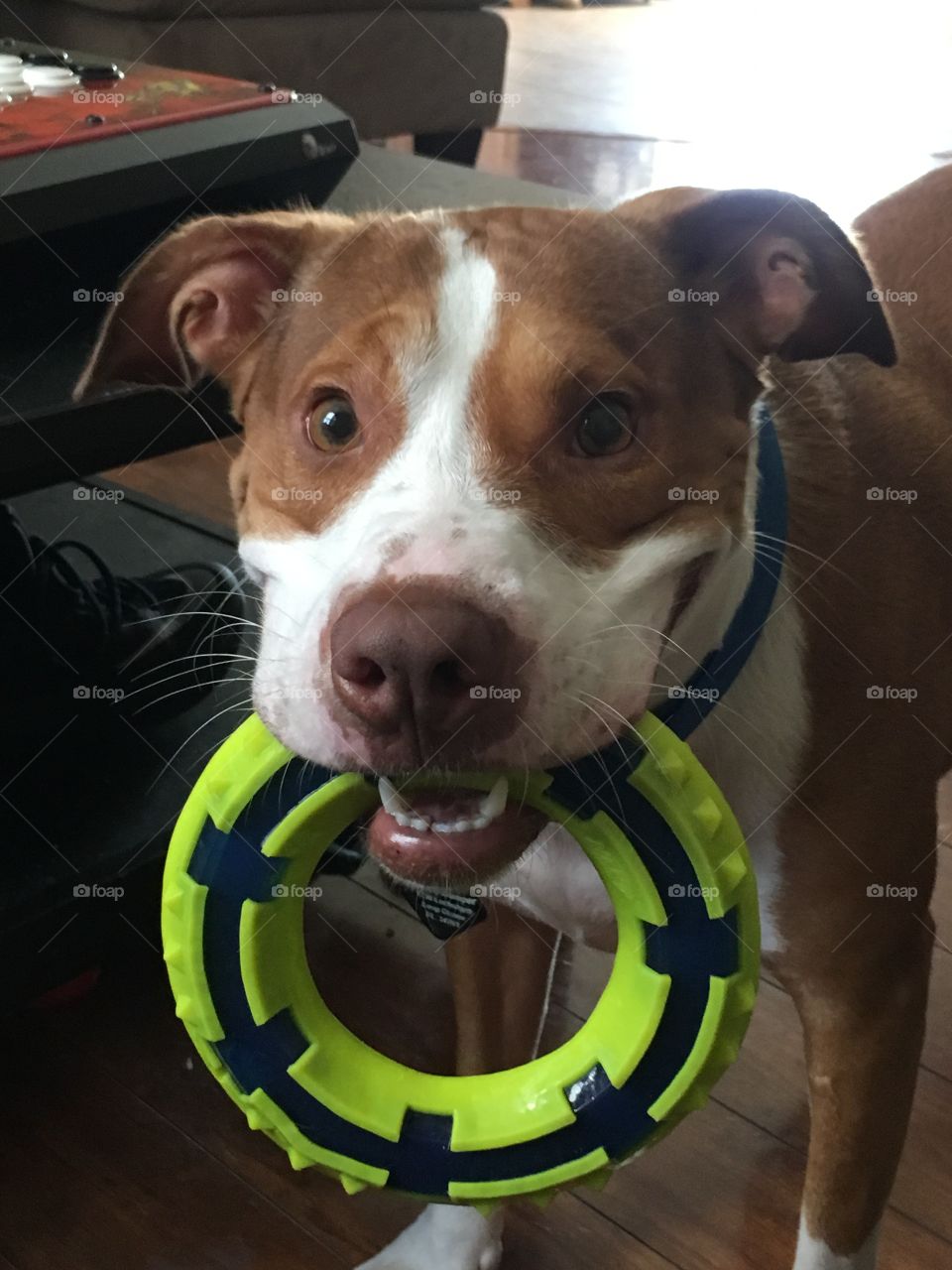 Beautiful rescue pitbull playing with a Nerf toy
