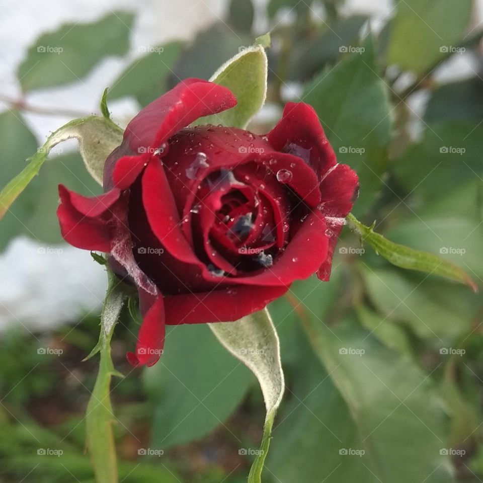 Red rose!!