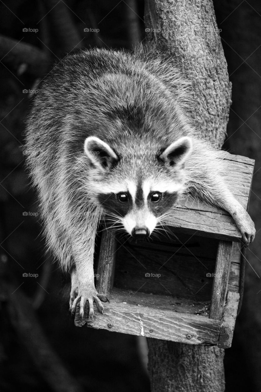 Racoon in a bird feeder