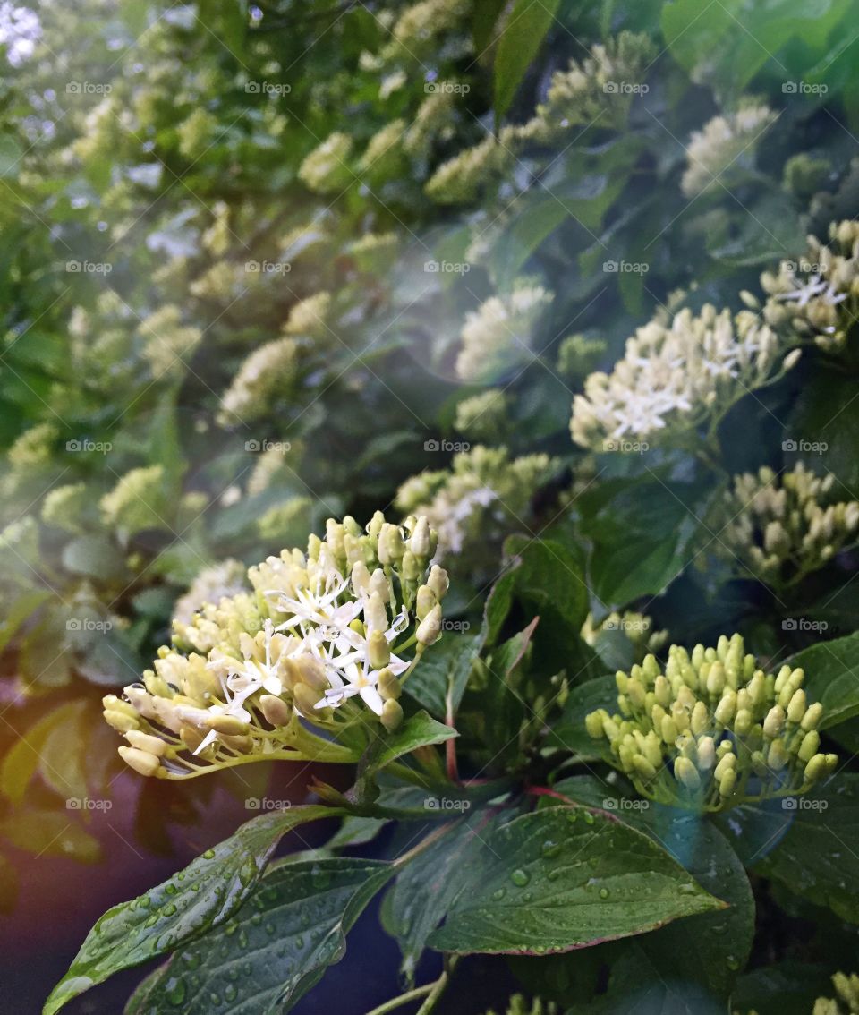 Flower in the garden at rainy day