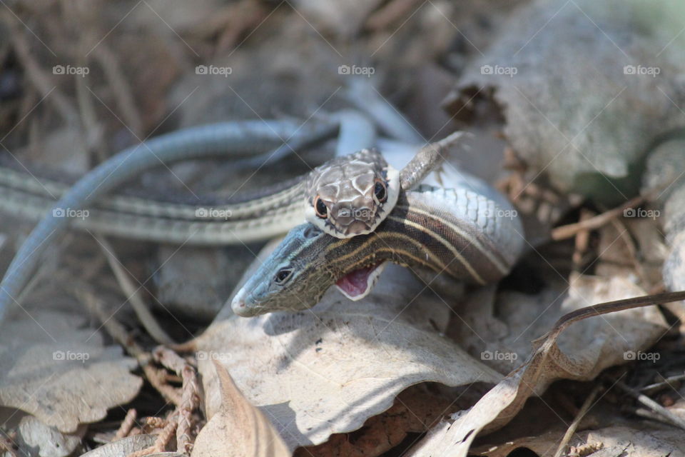 Snake vs Lizard,   Snake won the battle.