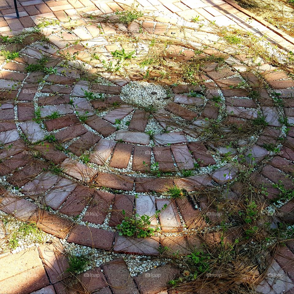 Morning sun shining a light on the weed circle 
It's time to do some yard work!