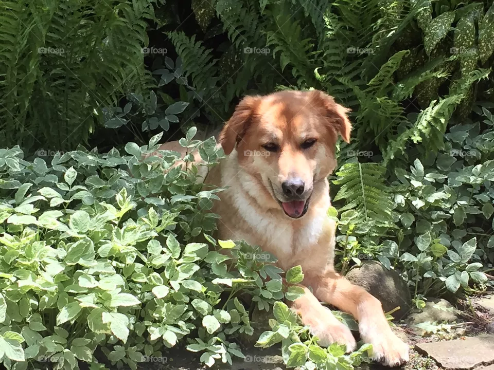 Rescue dogs 