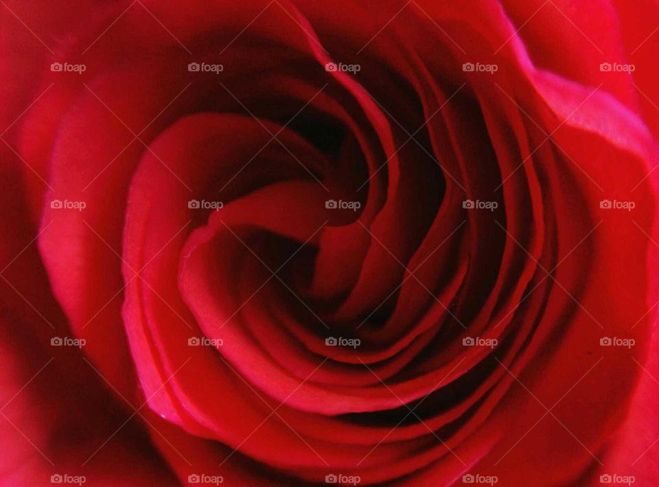 Rose, Love, Romance, Flower, Petal