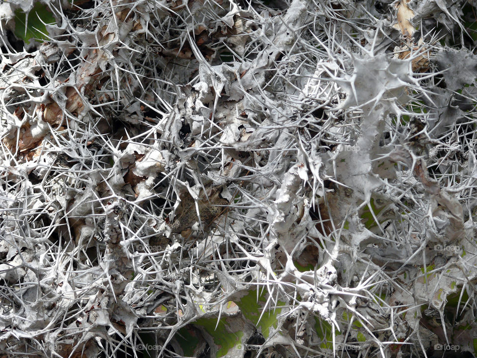 Full frame shot of fading cactus in Maspalomas, Las Palmas, Spain.