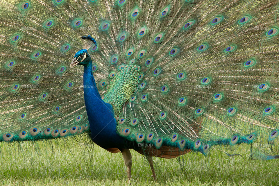 Close-up of a peacock