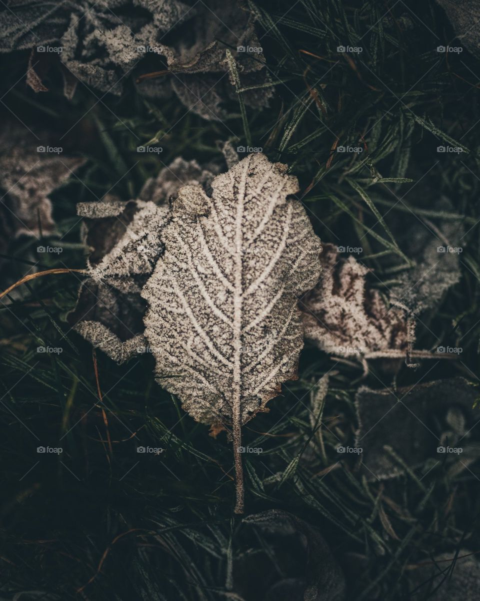 old leaf