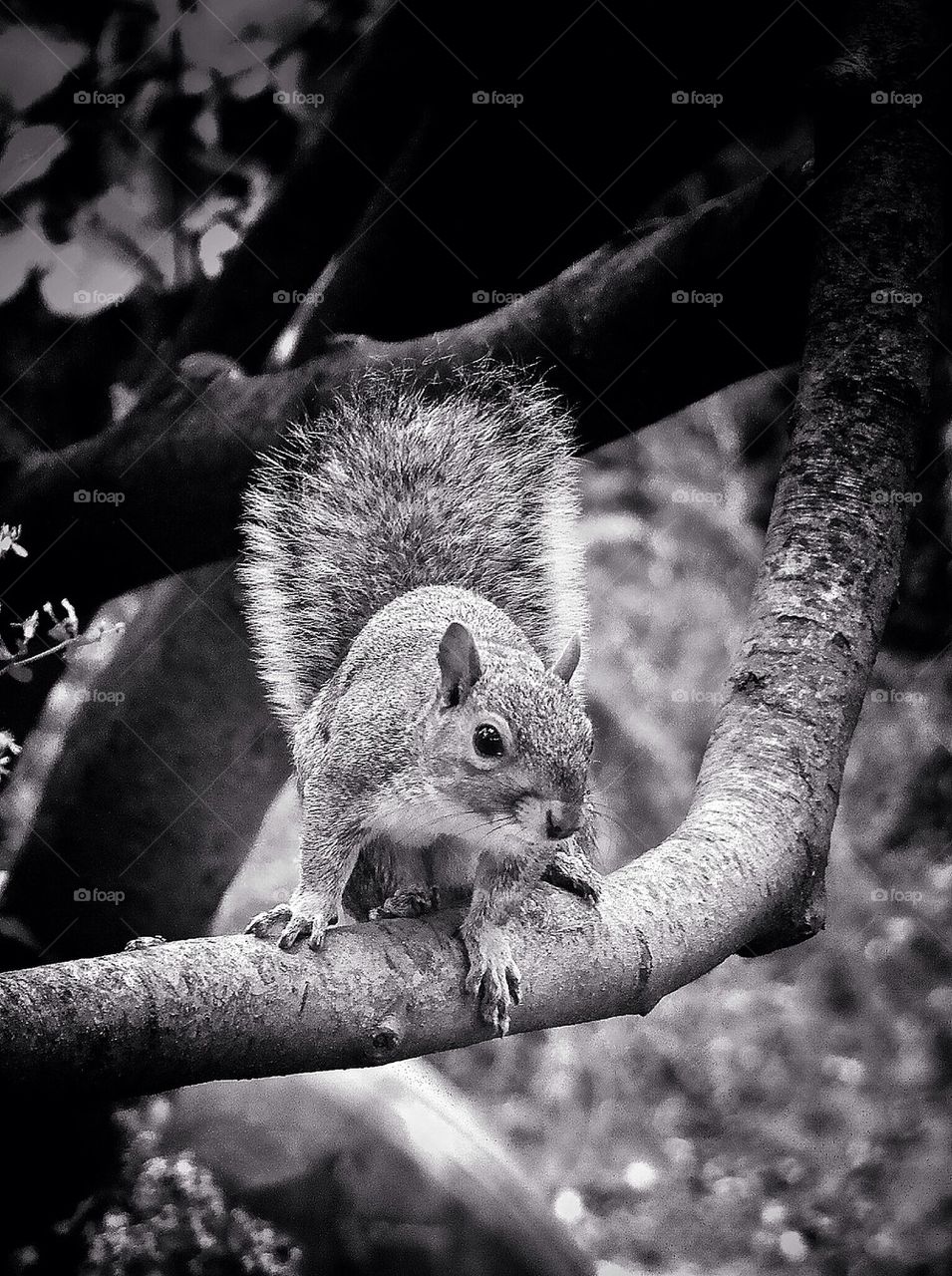 Squirrel in Central Park