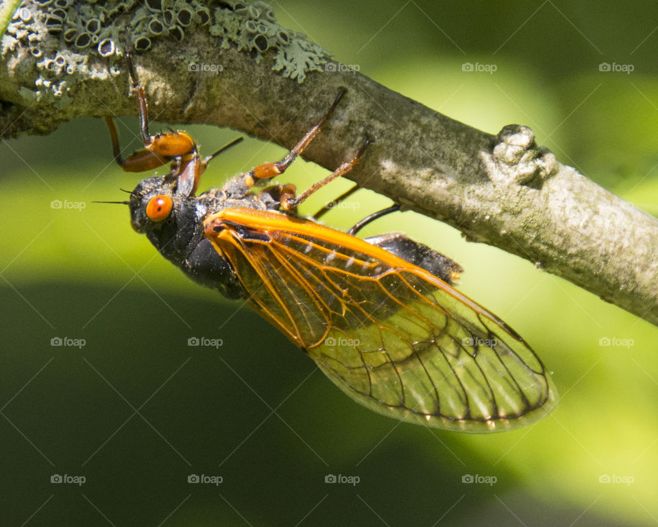 Cicada on the underside of a branch 