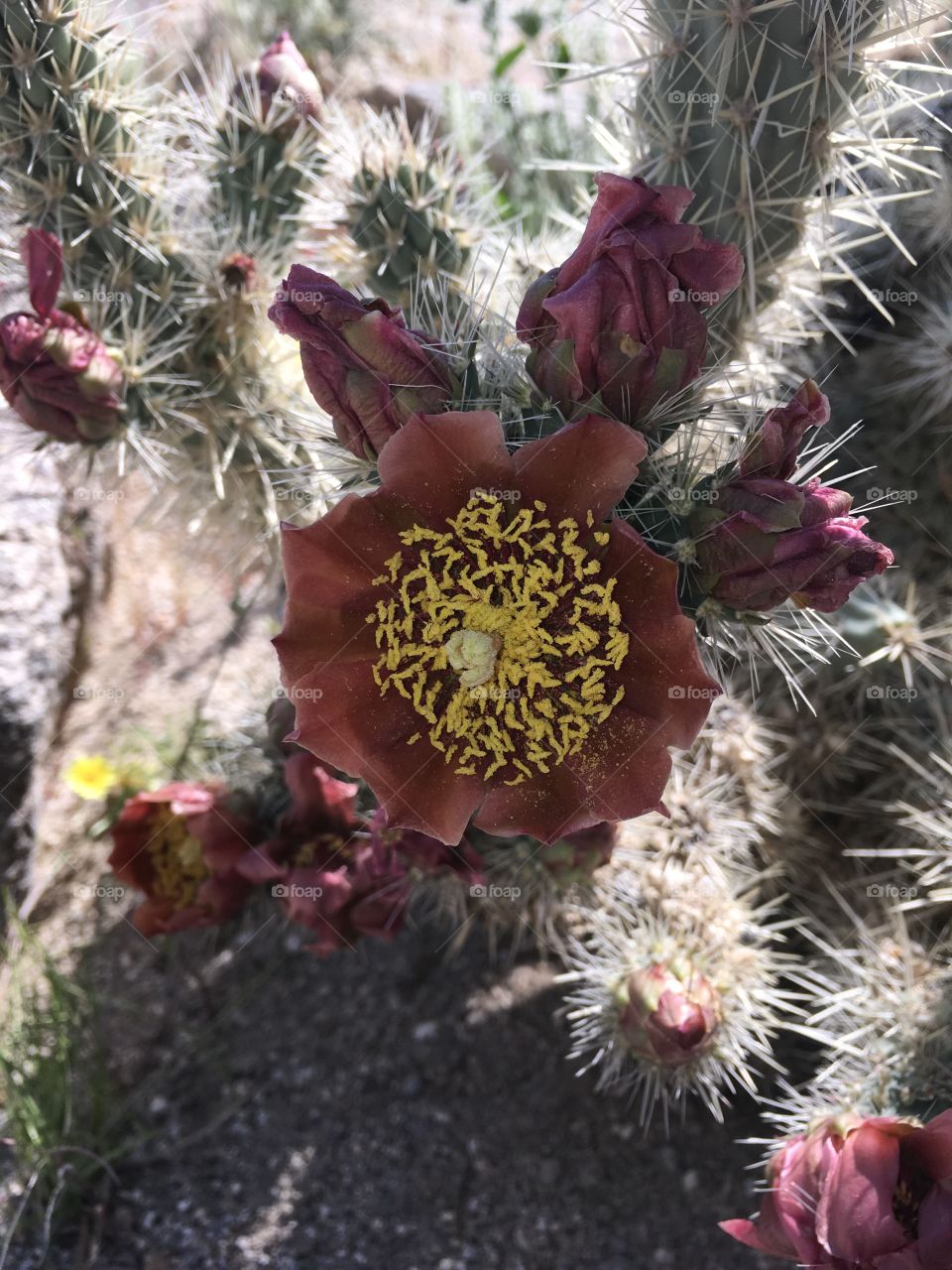 Cactus flower