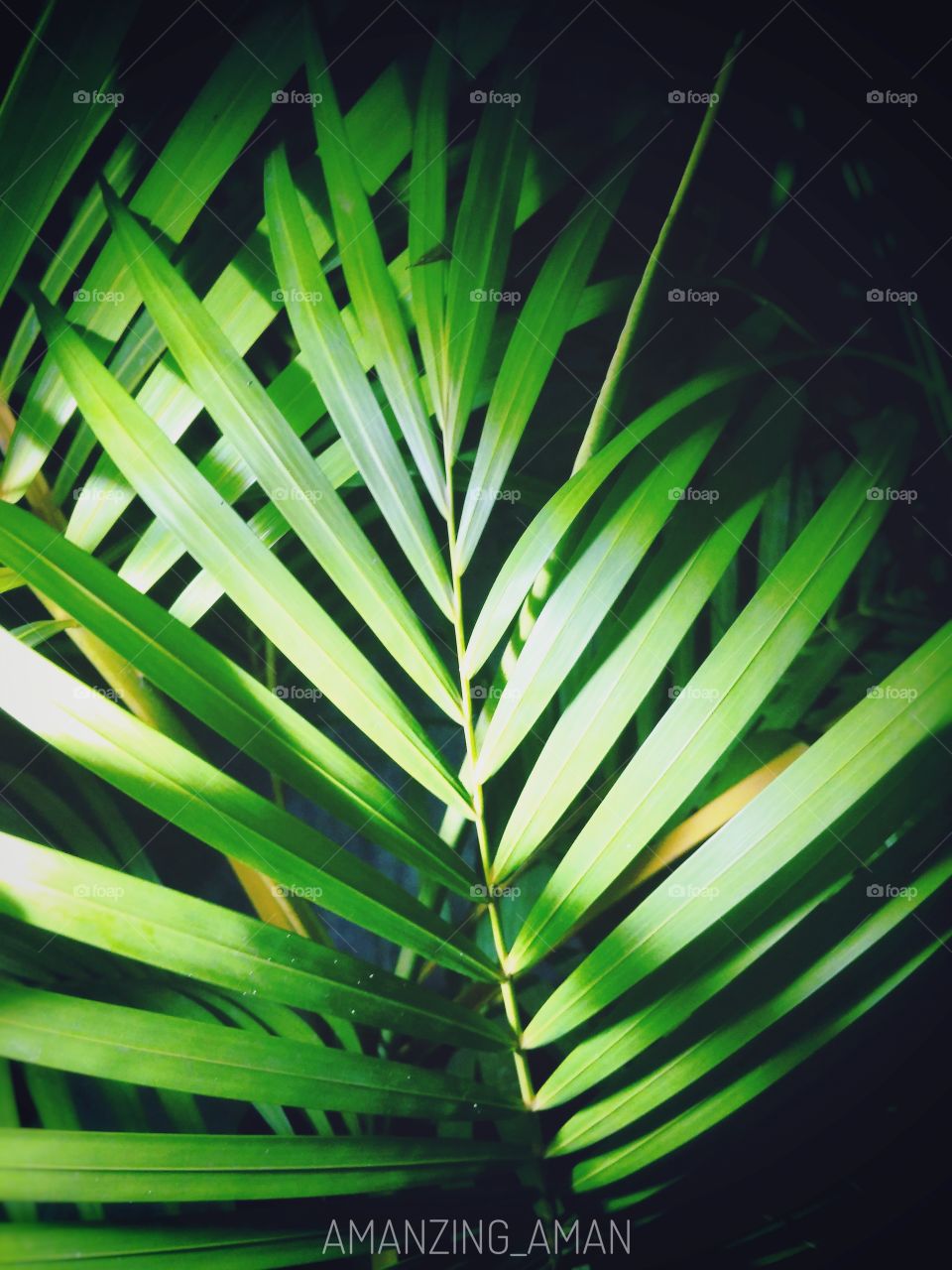 #leaf #plant_lover #nature #vasco