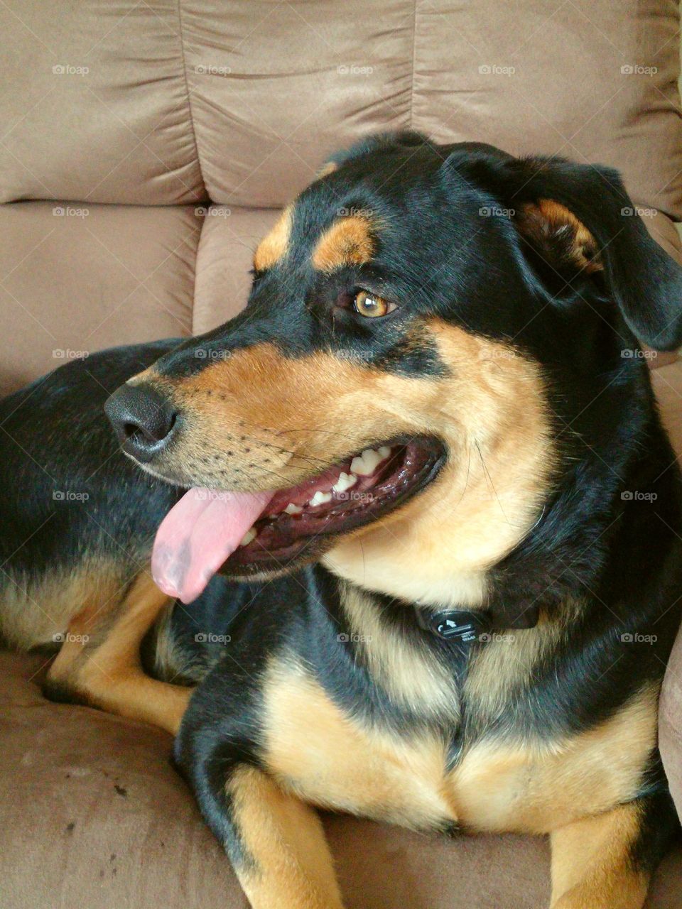 Resued, loved, happy