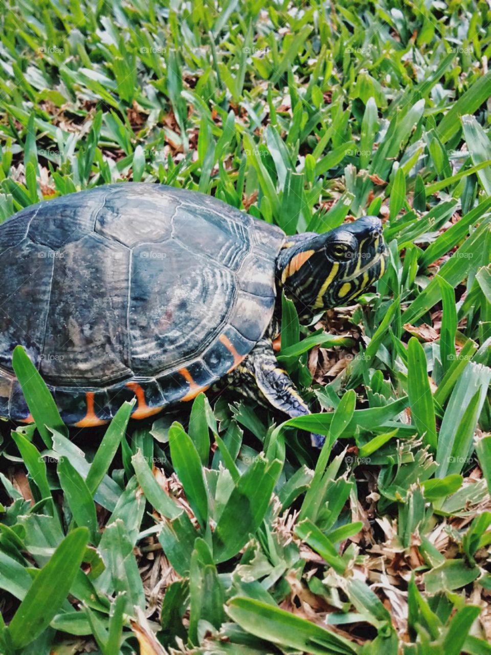 Tartaruga orelha vermelha sorrindo em seu gramado macio e verdinho.