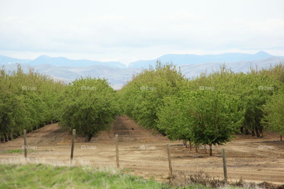 Mountain landscape with fruit trees 