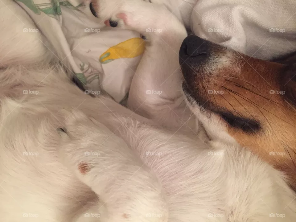 Dog, Animal, Mammal, Cute, Pet
