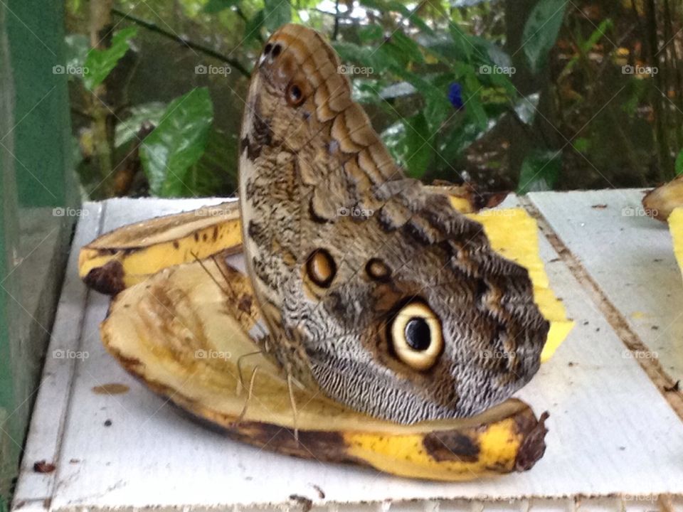 Owl butterfly on banana peel