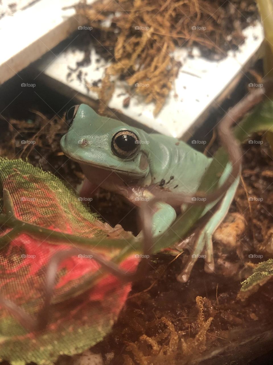 Hiding in the bushes white tree frogs posing