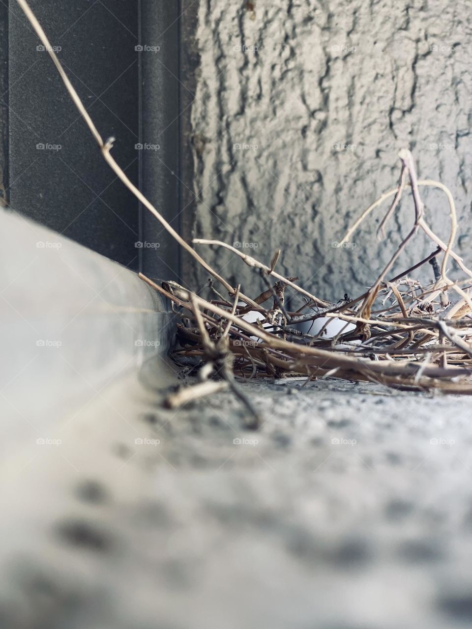 Pigeon eggs in nest