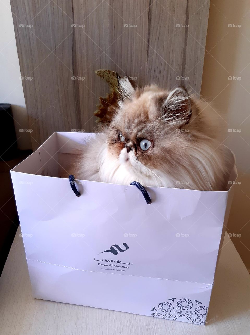 Essa gata persa, dengosa, fofa, não resiste uma sacola!