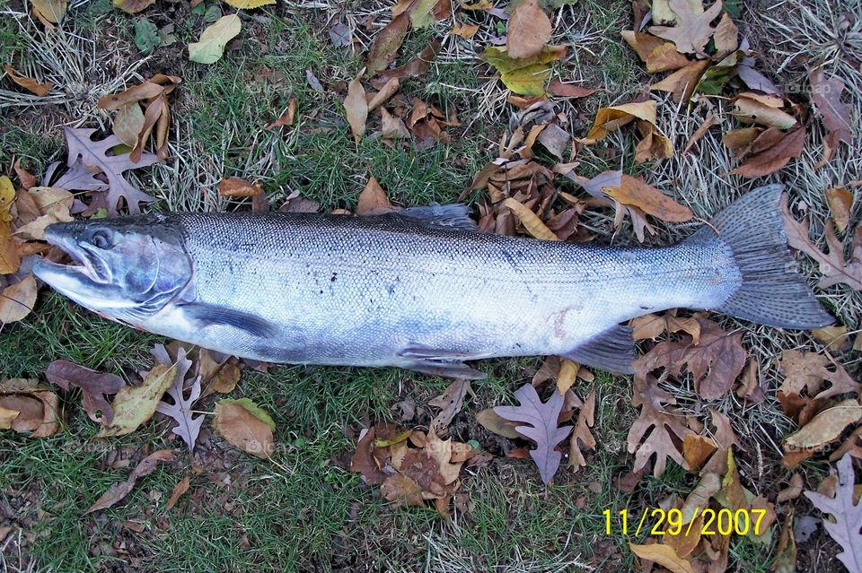 Fall Steelhead reality