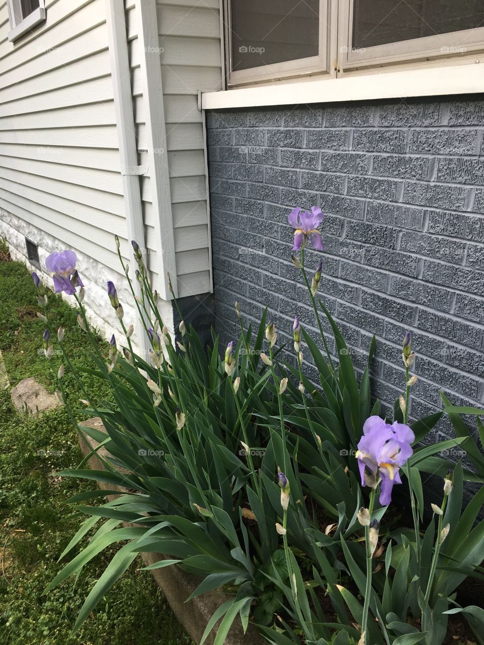 Iris in bloom