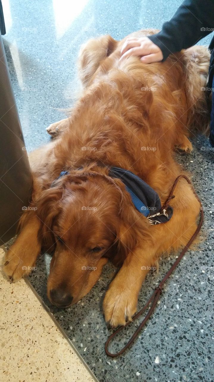 Therapy Dogs Make Me Happy. I love seeing therapy dogs come in. They're sole purpose is to make people happy. Just petting a dog would thrill me!