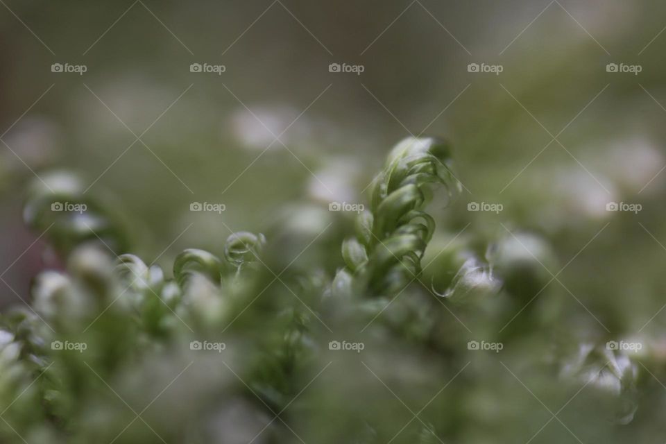 Macro photo of green moss.