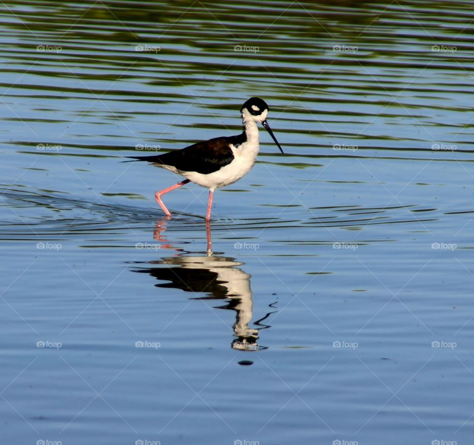 Stilt Wading in the Shallows