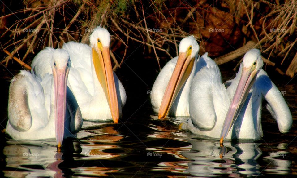 Four Pelicans Staring at Camera