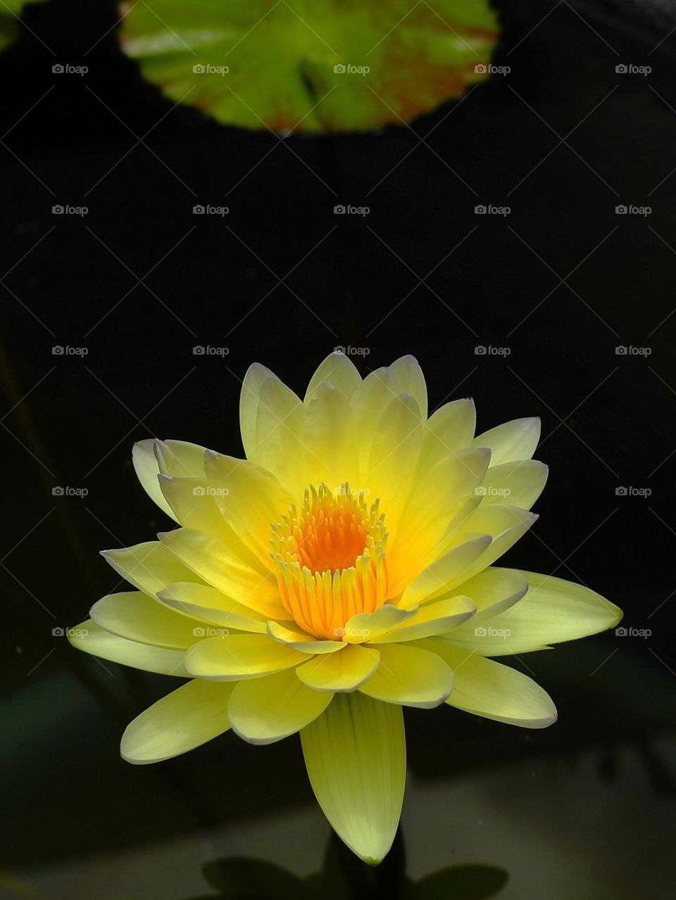 Yellow waterlily