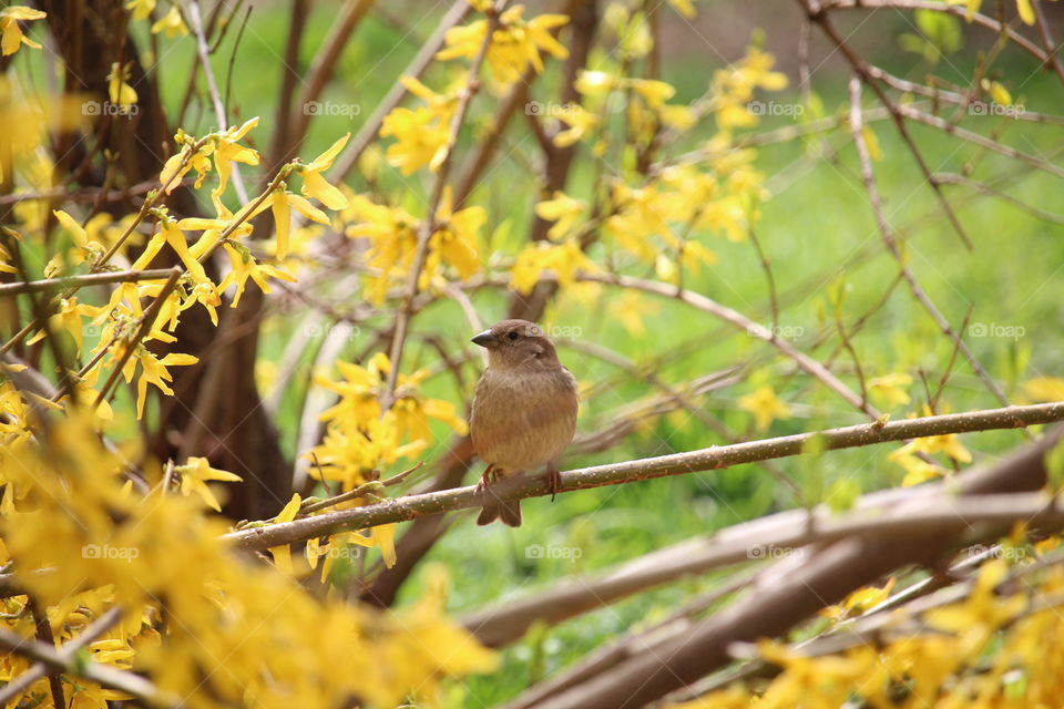 Sparrow bird in the spring blooming in yellow tree