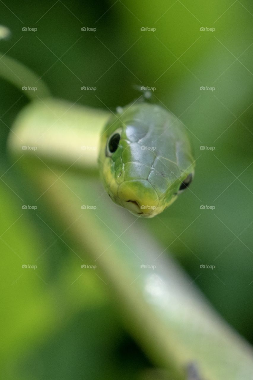 A rough green snake in the bushes has a curious expression. Yates Mill County Park in Raleigh, North Carolina.