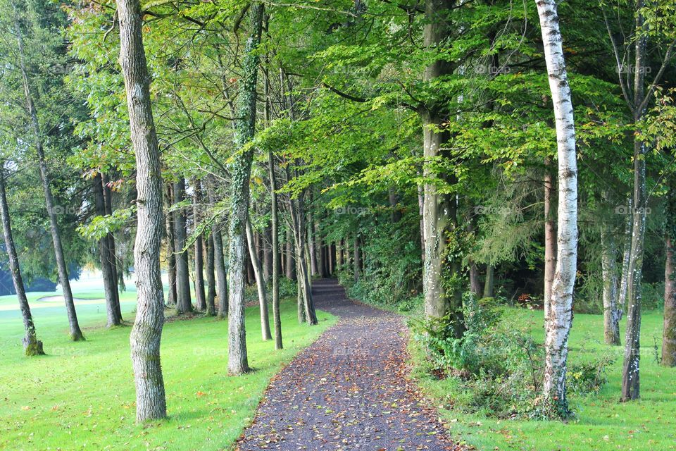 Walking a path in a forest