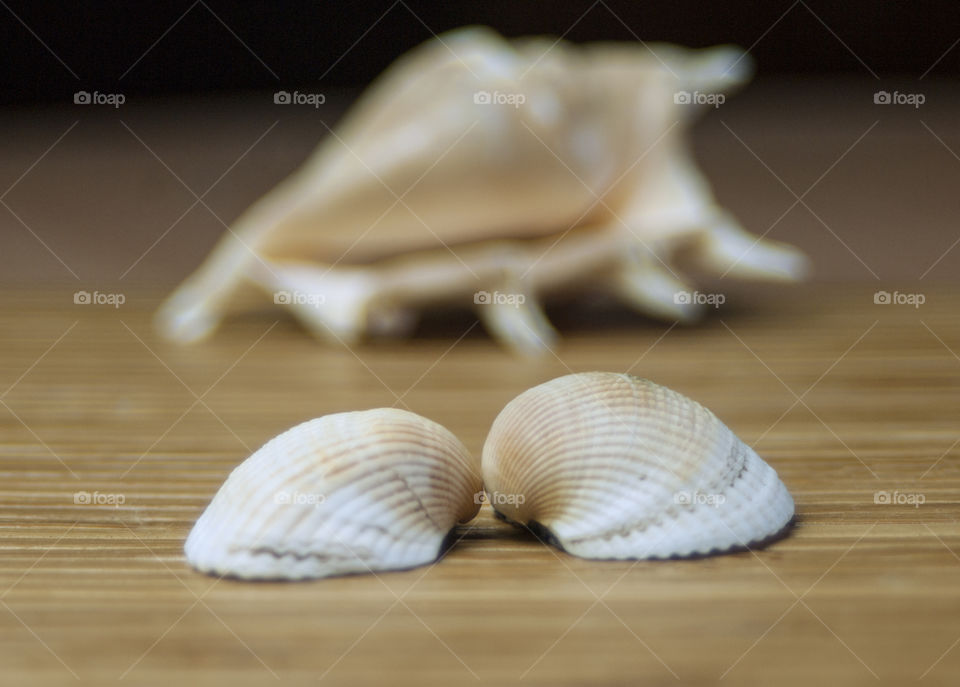 Scallop shell on wood