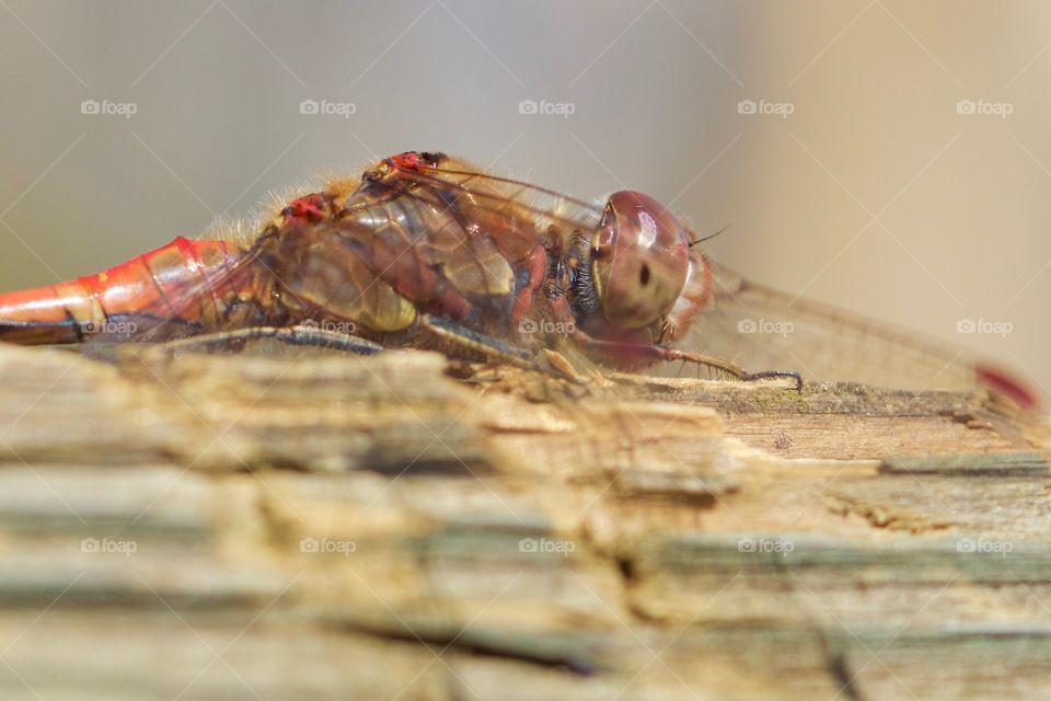 Dragonfly Close-Up