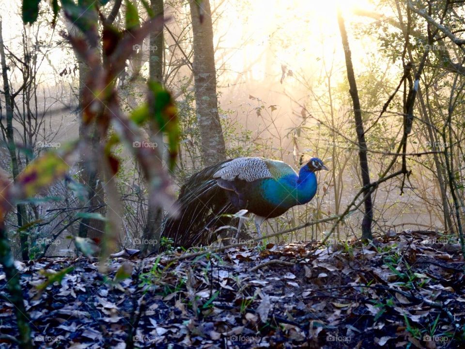 Beautiful peacock in forest