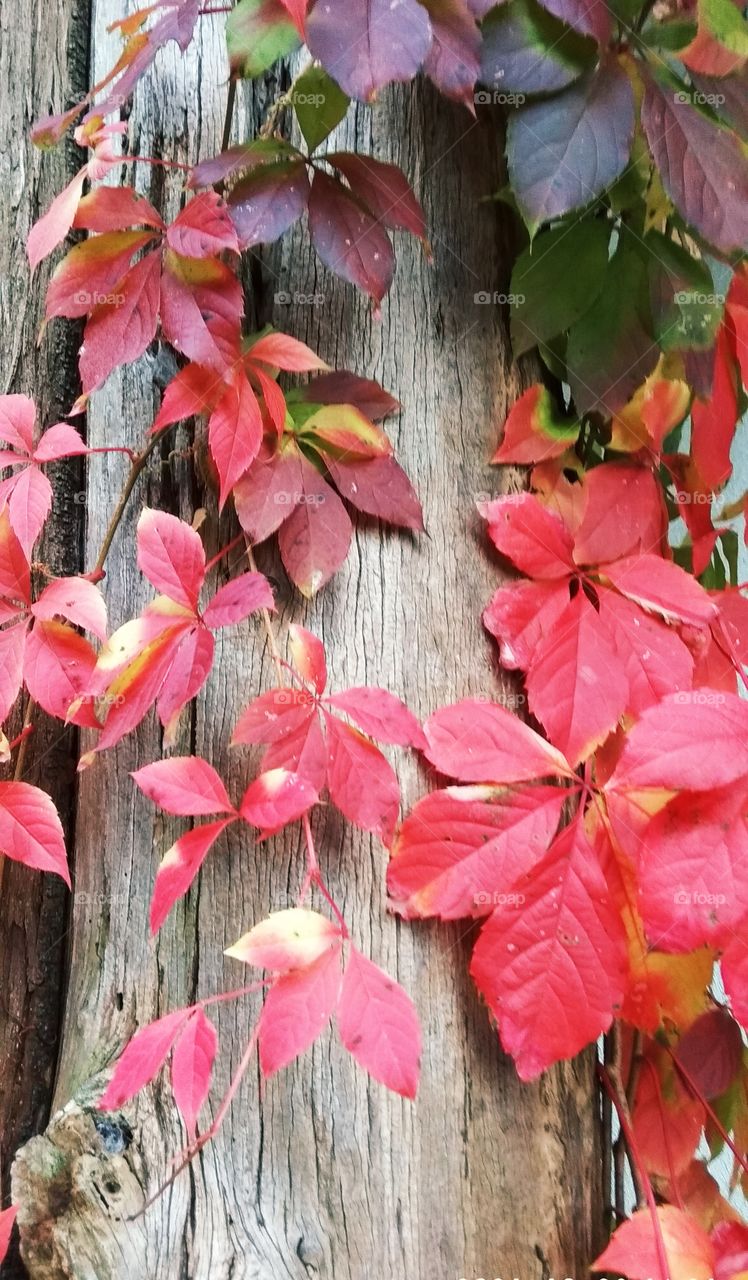 осень природа листва