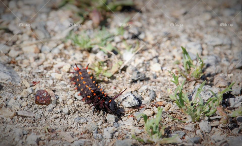 Nature's creepy crawler