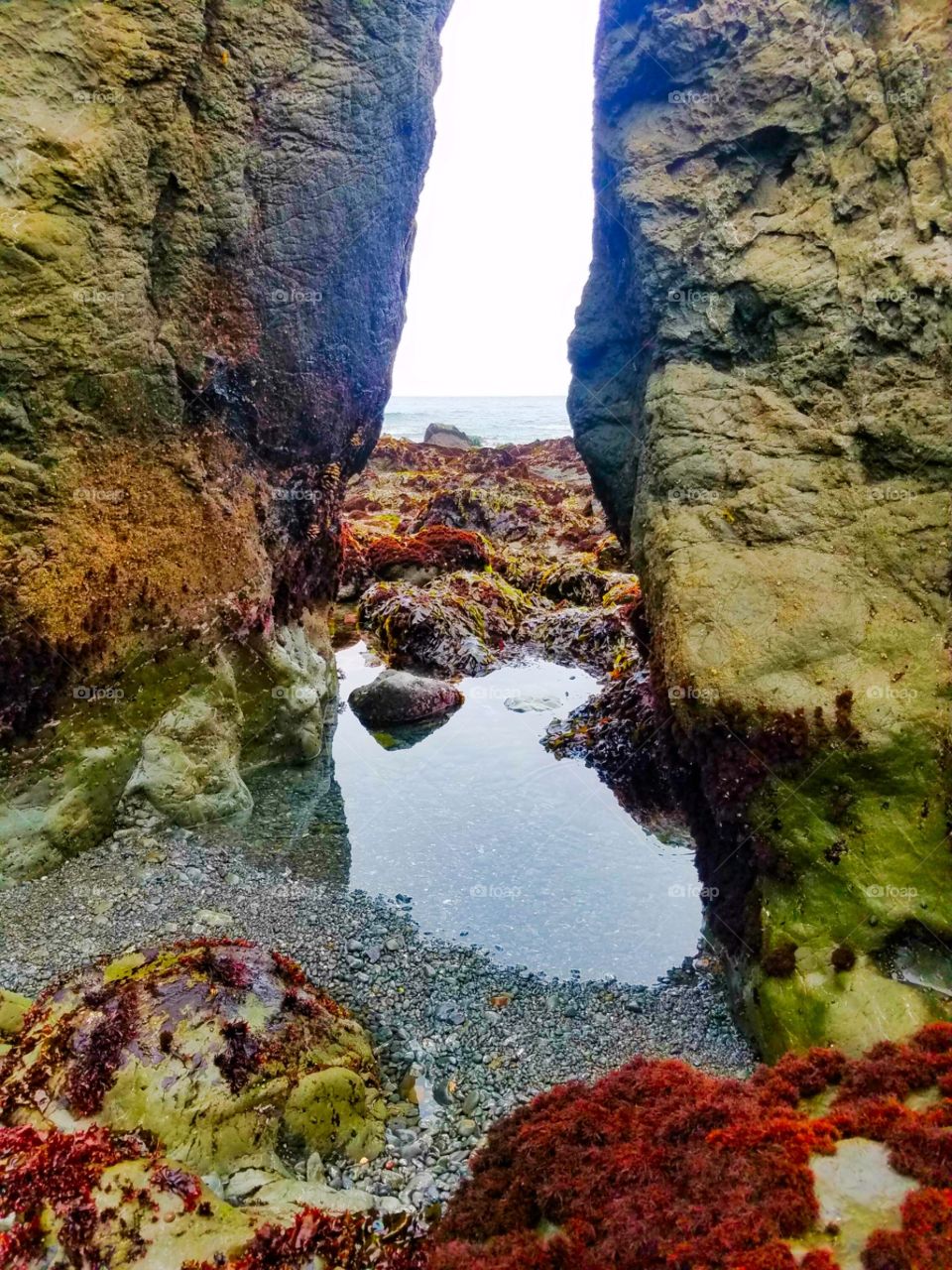fort bragg tide pool