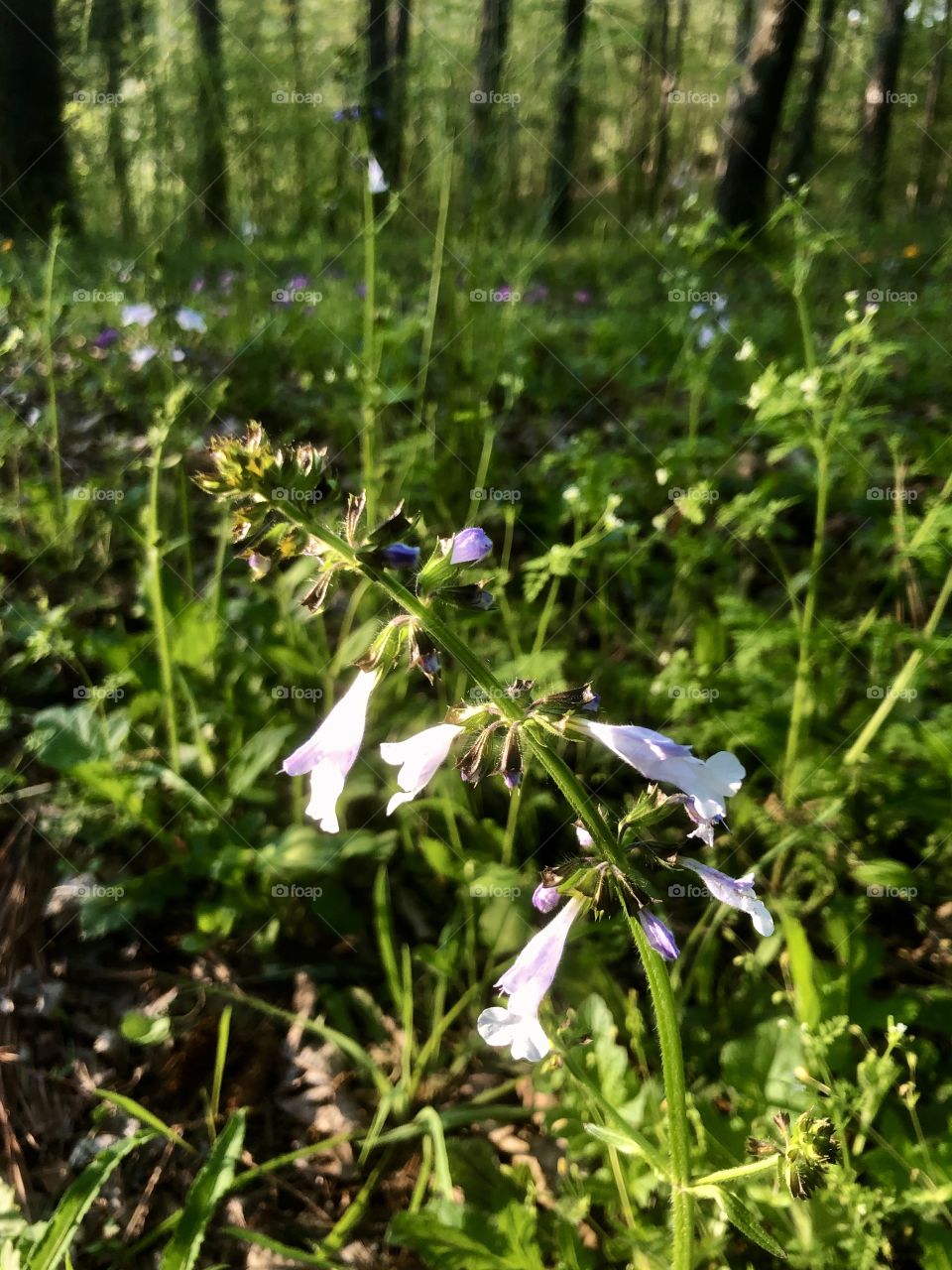Foreground focus on meadow wildflower 
