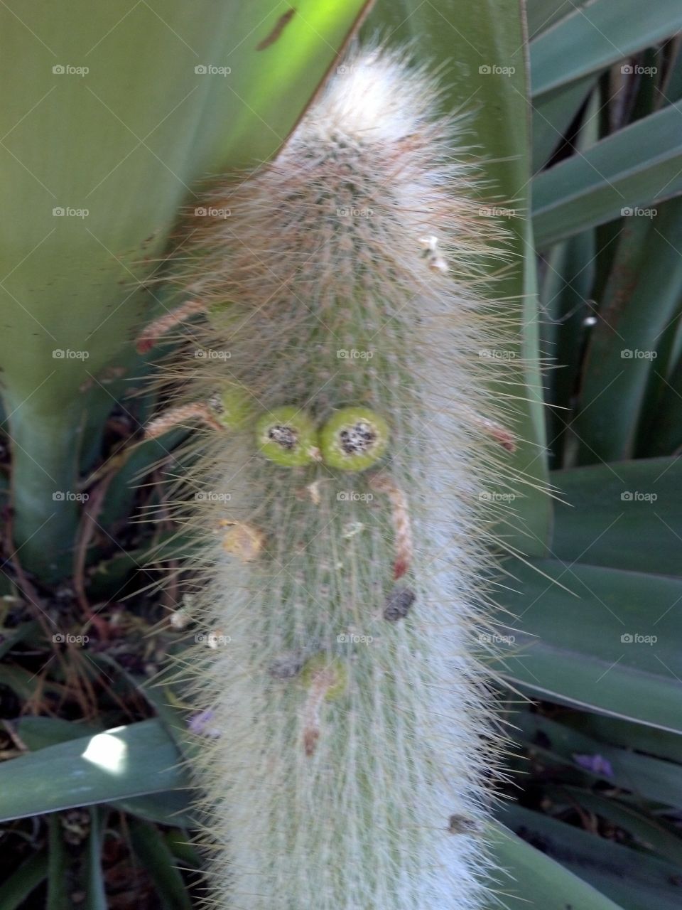 cactus
