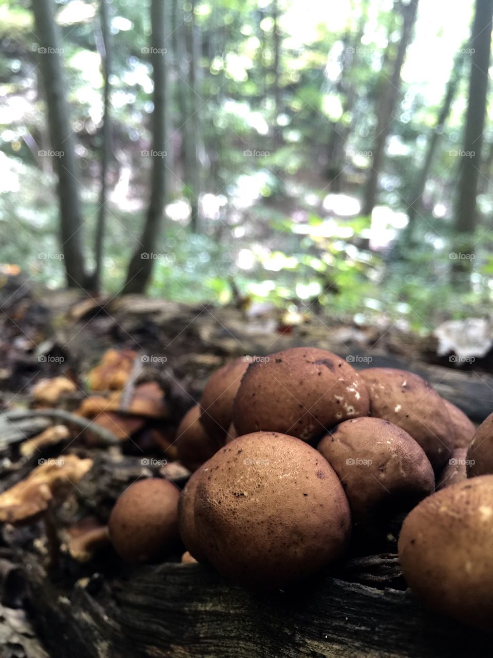 Fungi Clusters